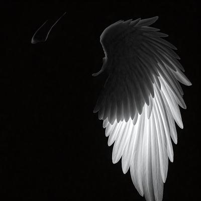 The primary subject of the image is a white bird with a large wing span. The bird is flying in the dark, with its wings spread wide. The setting is a black background, which contrasts with the white bird, creating a dramatic and striking visual effect. The visual style of the image is a combination of photo and digital art, as it captures the bird's movement and the contrasting colors. The overall atmosphere of the image is mysterious and captivating, as the viewer is drawn to the bird's grace